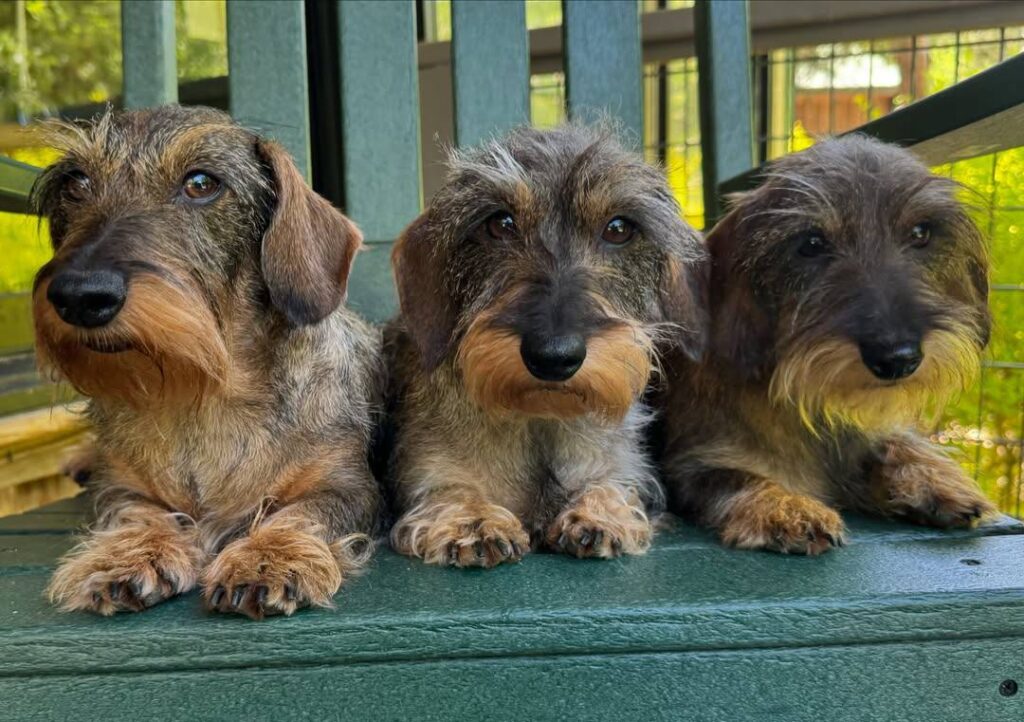wire haired dachshund