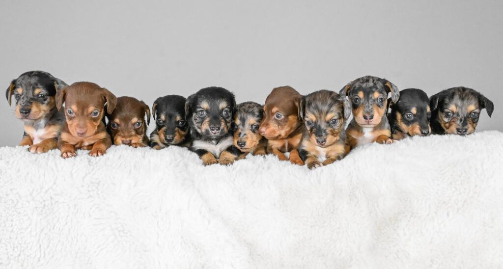 do dachshunds shed