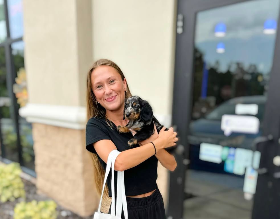 dachshund puppies